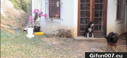 tiger-and-dog-freak-out-gif