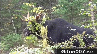 buffalo-gif-video-shrub-funny