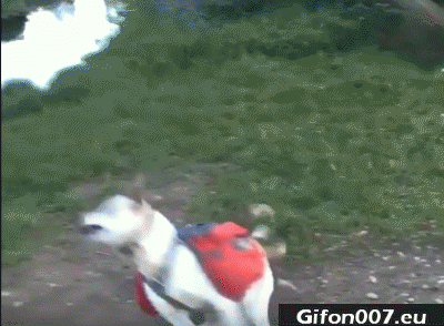 dog-jump-into-the-water-gif-video
