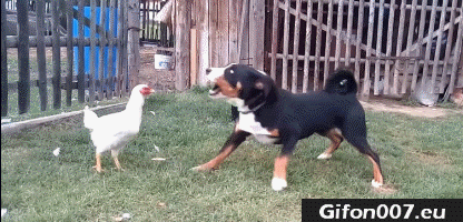 dog-vs-hen-fight-gif-video-funny