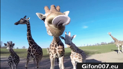Gif 449: Giraffe, Lick Camera, Funny, Gif, Video 