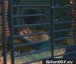 hamster-animals-gif-funny-video