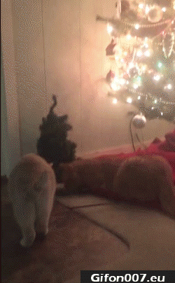 cats-freak-out-christmas-tree-gif-video