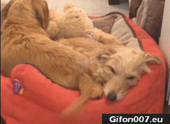 dogs-wag-its-tails-gif-video
