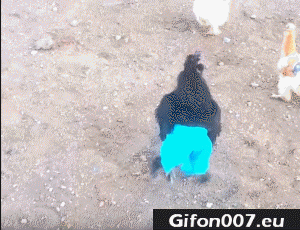 hen-chicken-wearing-blue-pants-video-gif