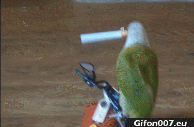 parrot-cigarette-in-his-mouth-gif-video