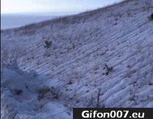 bobsledding-fail-gif-video-snow