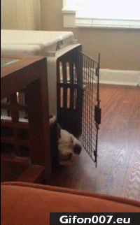 Dog, Cage, Playing, Gif, Video, Funny