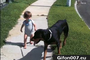 Funny Cute Dog, Baby, Gif, Video