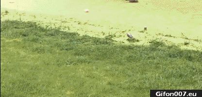 Funny Dog, Dirty Pond Water, Video, Gif