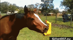 Gif 507: Funny Horse, Playing, Video, Gif | Gifon007.eu