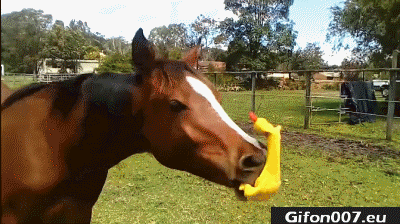 Funny Horse, Playing, Video, Gif