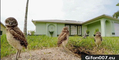 Owls, Music, Dance, Funny, Gif, Video
