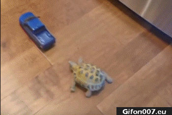 Tortoise, Car, Gif, Video, Funny Animals