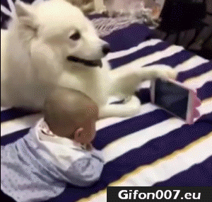 Baby with Dog Watch Film, Video, Gif