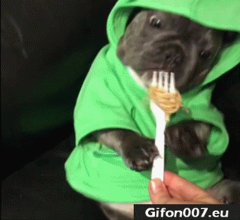 Dog Eats Spaghetti, Video, Funny, Gif