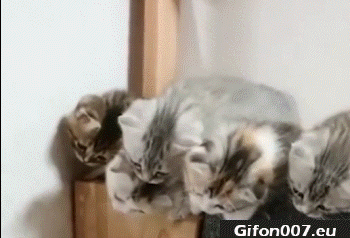 Funny Cats, Shaking His Head, Video, Gif