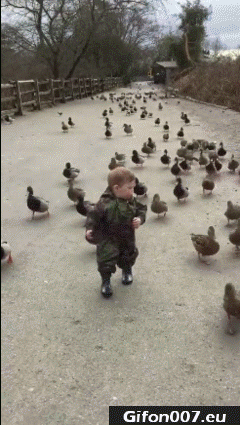 Funny Child, Ducks, Video, Gif