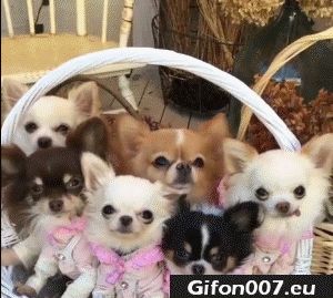 Funny Cute Dogs, Puppies, Video, Gif