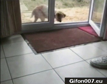 Funny Dog, Cleaning Paws, Video, Gif