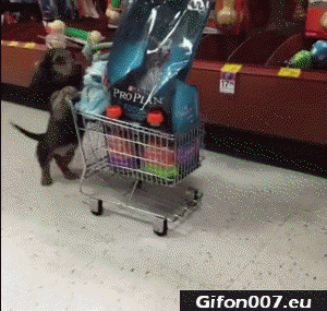 Gif 537: Funny Dog, Video, Shopping Cart, Food 