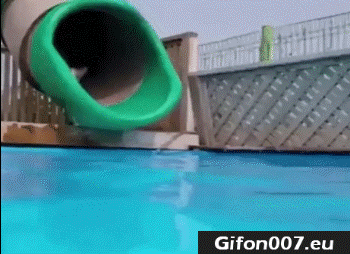 Funny Dog, Water Slide, Swimming Pool, Video, Gif