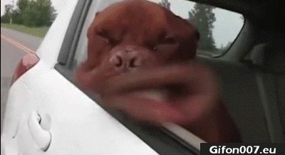Funny Dog with Head Out of Window Car, Video, Gif