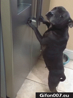 Funny Dogs Cooking, Video, Gif