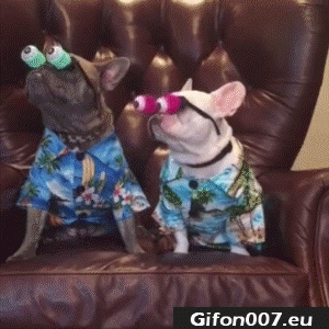 Funny Dogs with Big Eyes, Video, Gif
