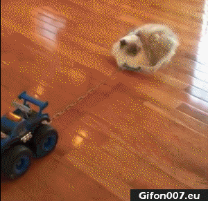 Gif 546: Funny Lazy Cat, RC Car, Video, Gif 
