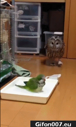 Funny Owl, Parrot, Video, Gif
