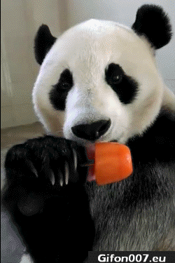 Panda Lick Ice Cream, Video, Gif