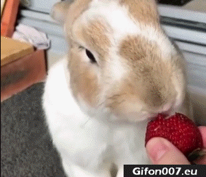 Rabbit Eat Strawberry, Youtube, Video, Gif