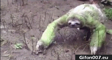 Sloth, Video, Funny, Gif, Youtube