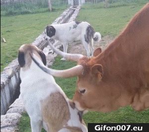 Cow Licking Dog, Funny Video, Gif