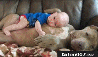 Cute Baby with Dog Sleeping, Video, Gif