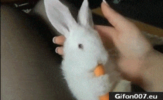 Cute Bunny, Eating, Carrot, Video, Gif