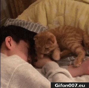 Cute Cat, Sleeping on Man, Video, Gif