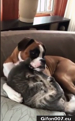 Cute Dog With Dog, Video, Gif, Funny