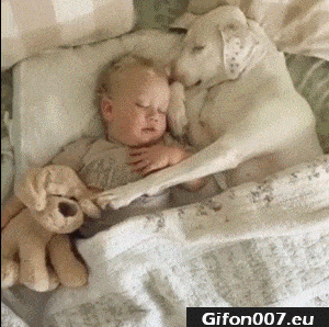 Cute Dog and Baby, Sleeping, Video, Gif