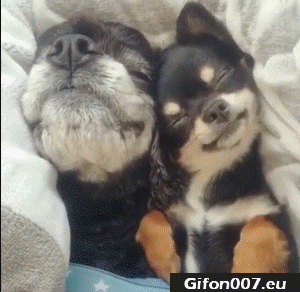 Cute Dogs, Sleeping, Yawn, Video, Gif