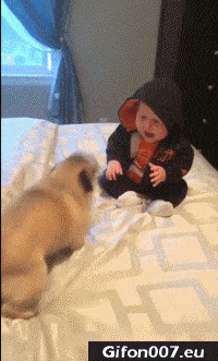 Cute Funny Dog, Playing with Baby, Video, Gif