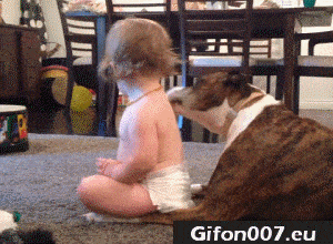 Dog Lick Baby Body, Funny Video, Gif