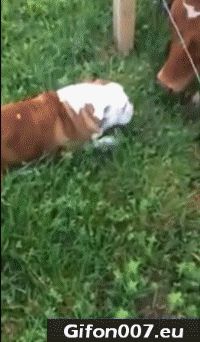 Funny Animals, Dog, Cows, Licking, Video, Gif