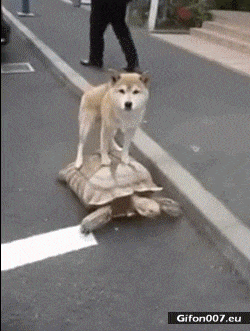 Funny Animals Video, Dog and Turtle, Gif