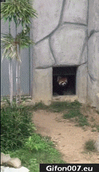 Funny Animals Video, Freak out, Stone, Gif