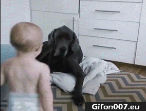 Funny Baby, Dog, Youtube Video, Gif