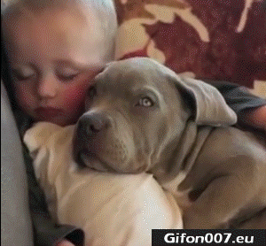 Funny Baby with Dog Sleeping, Video, Gif