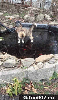 Funny Cat, Fishing on Ice, Video, Gif