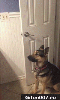 Funny Cat and Dog, Fight, Video, Gif